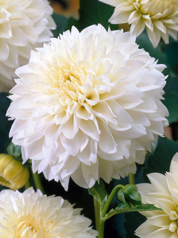 Tubercules de Dahlia Myama Fubuki, livraison au printemps pour une plantation printanière