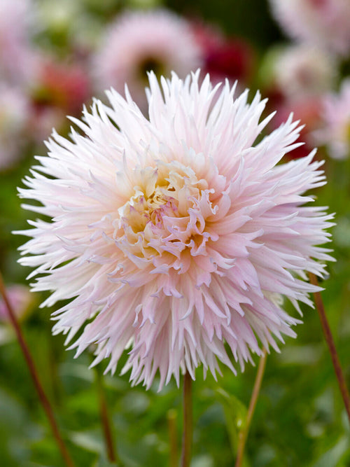 Acheter des tubercules de Dahlia Nadia Ruth pour le jardin d'été