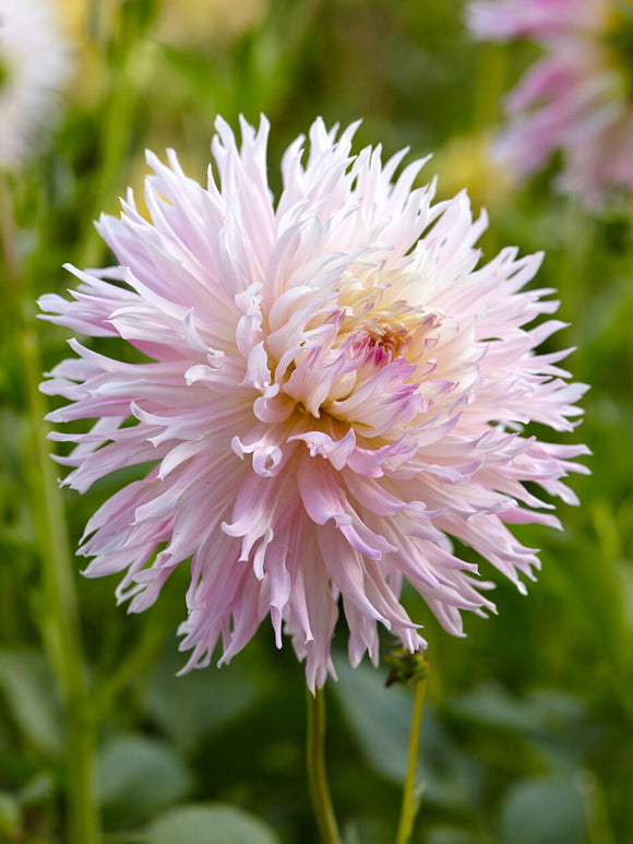 Tubercules de Dahlia Nadia Ruth fimbriata à fleurs géantes, livraison au printemps