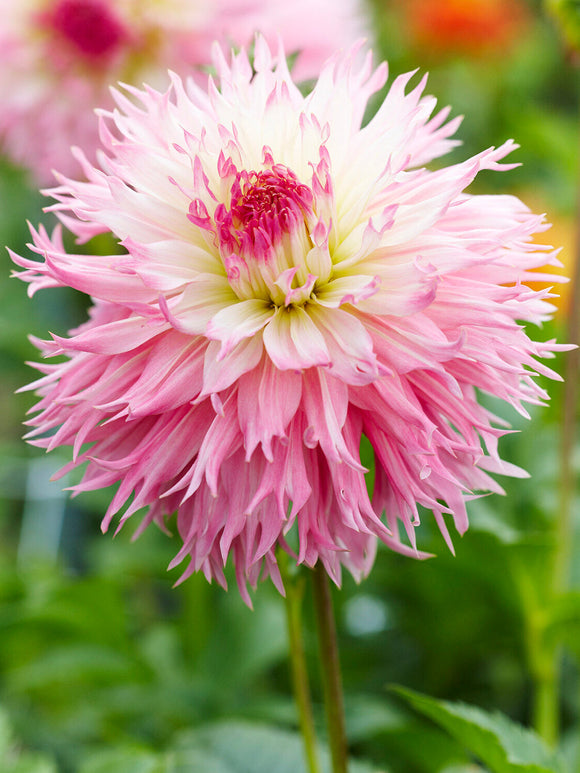 Tubercules de Dahlia Nadia Ruth aux fleurs rose poudré et crème