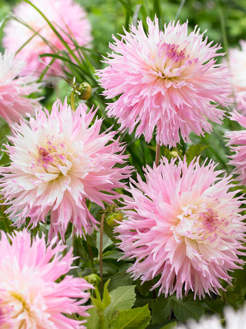 Tubercules de Dahlia Nadia Ruth pour massifs et jardins de fleurs à couper