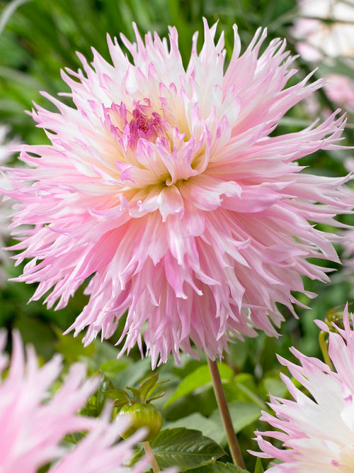 Tubercules de Dahlia Nadia Ruth, livraison au printemps pour une plantation printanière