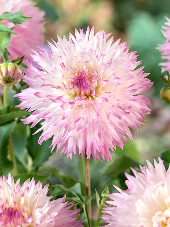 Tubercules premium de Dahlia Nadia Ruth pour plantation au printemps