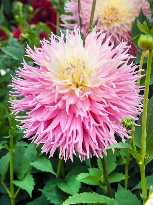 Tubercules de Dahlia Nadia Ruth à floraison estivale abondante