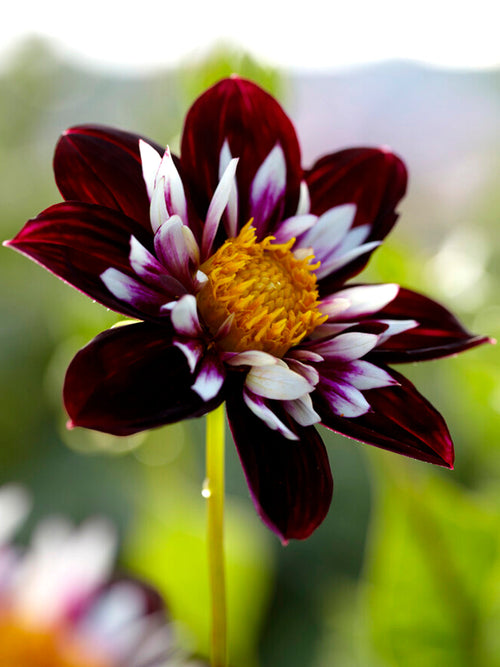 Acheter Dahlia Night Butterfly