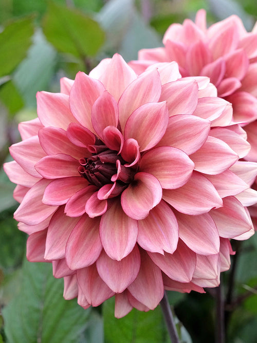 Tubercules Dahlia Night Silence