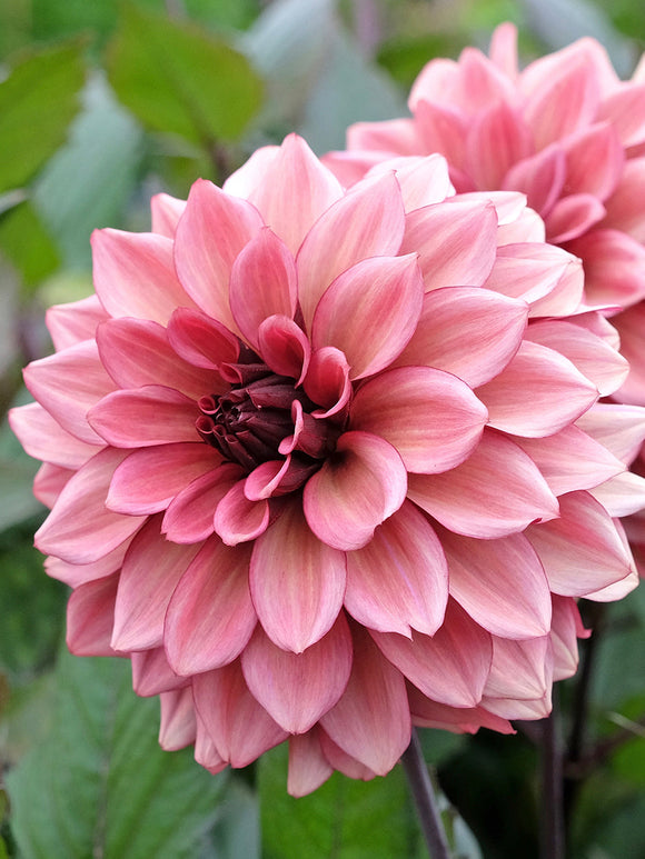 Tubercules Dahlia Night Silence