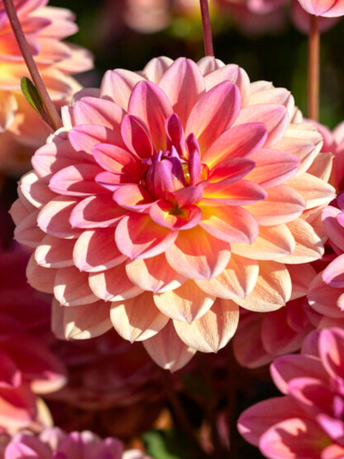 Dahlia Pacific View 