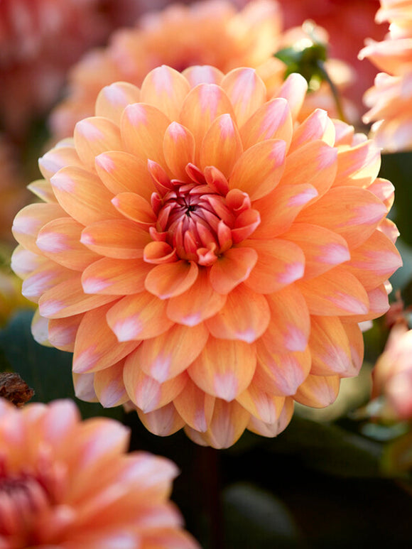 Dahlia Peaches and Vanilla Dahlias - Bulbes à Fleurs