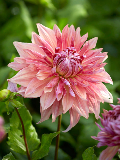 Acheter des tubercules de Dahlia Penhill Dark Monarch pour le jardin d'été