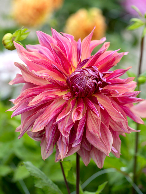 Tubercules de Dahlia Penhill Dark Monarch à fleurs géantes, livraison au printemps