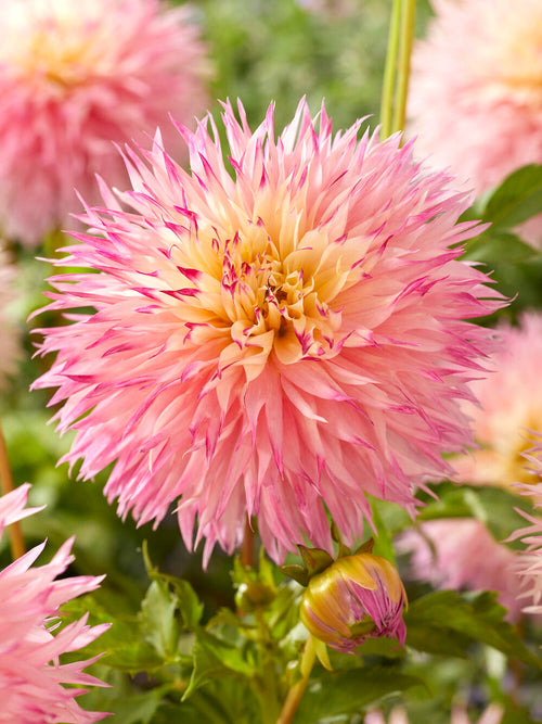 Acheter des tubercules de Dahlia Pinelands Princess pour le jardin d'été