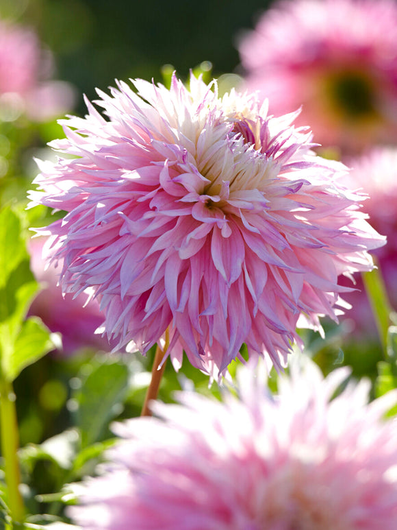 Tubercules de Dahlia Pinelands Princess, livraison au printemps pour une plantation printanière
