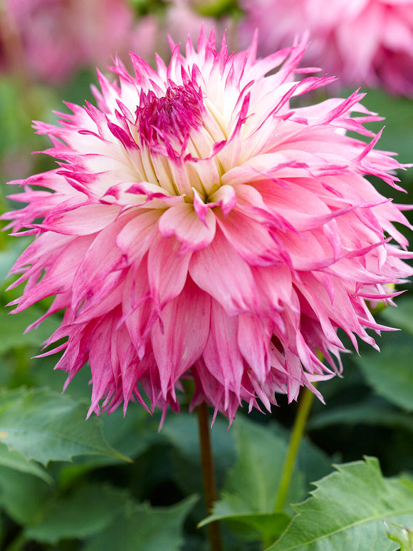 Tubercules de Dahlia Pinelands Princess fimbriata, livraison au printemps