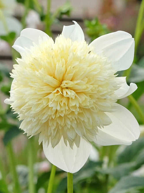 Dahlia Platinum Blonde anémone 