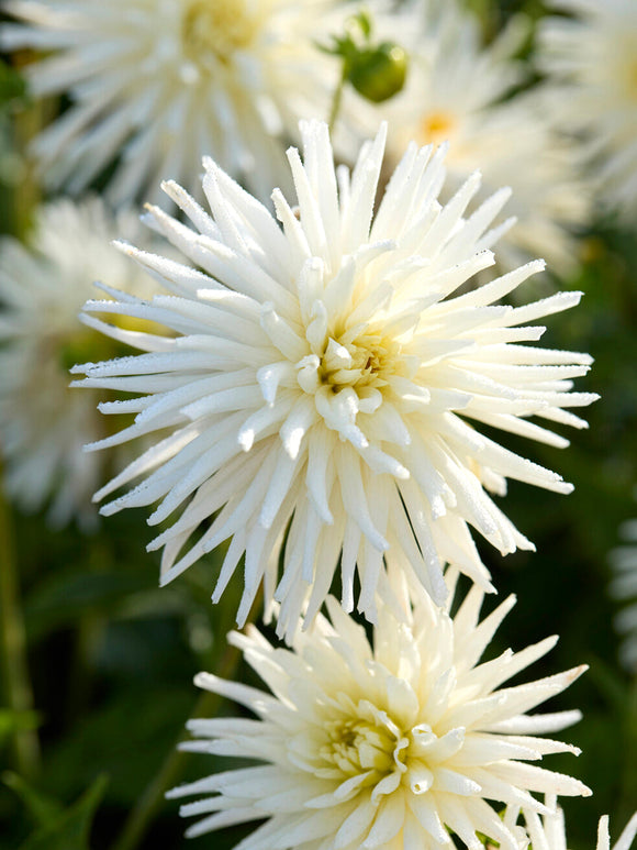 Acheter des tubercules de Dahlia Playa Blanca pour le jardin d'été