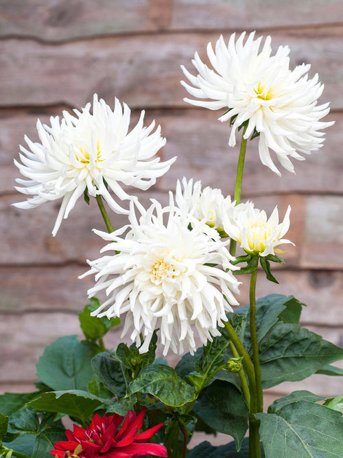 Tubercules de Dahlia Playa Blanca cactus, livraison au printemps