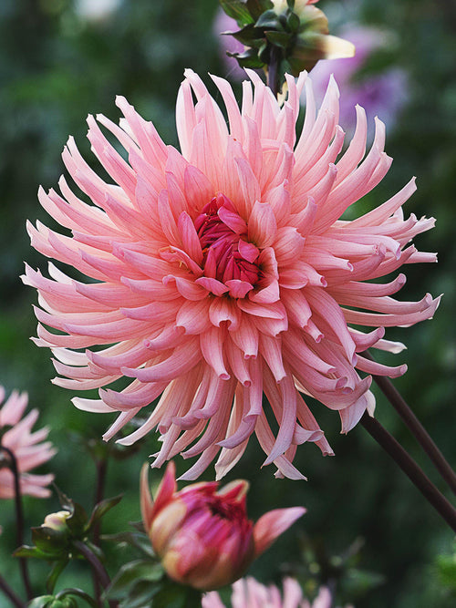 Tubercules premium de Dahlia Preference