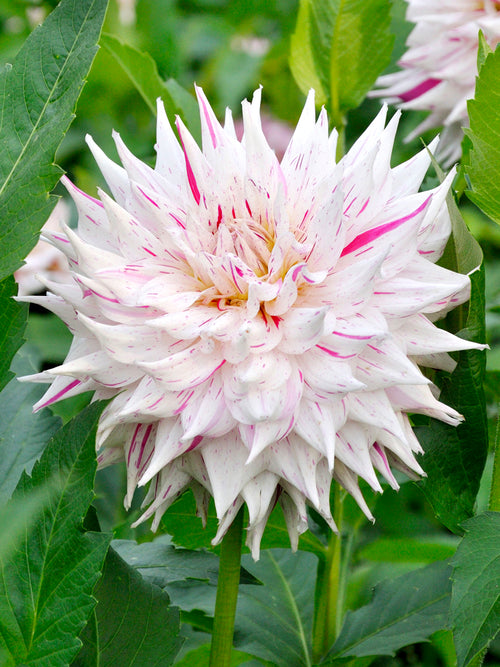 Dahlia Prince Valiant 