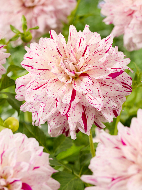 Dahlia Prince Valiant 