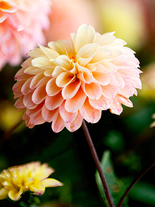 Fleur pastel du dahlia ‘Princesse Elisabeth’