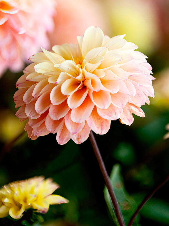 Fleur pastel du dahlia ‘Princesse Elisabeth’