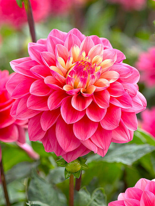 Dahlia ‘Princesse Gracia’ rose et jaune