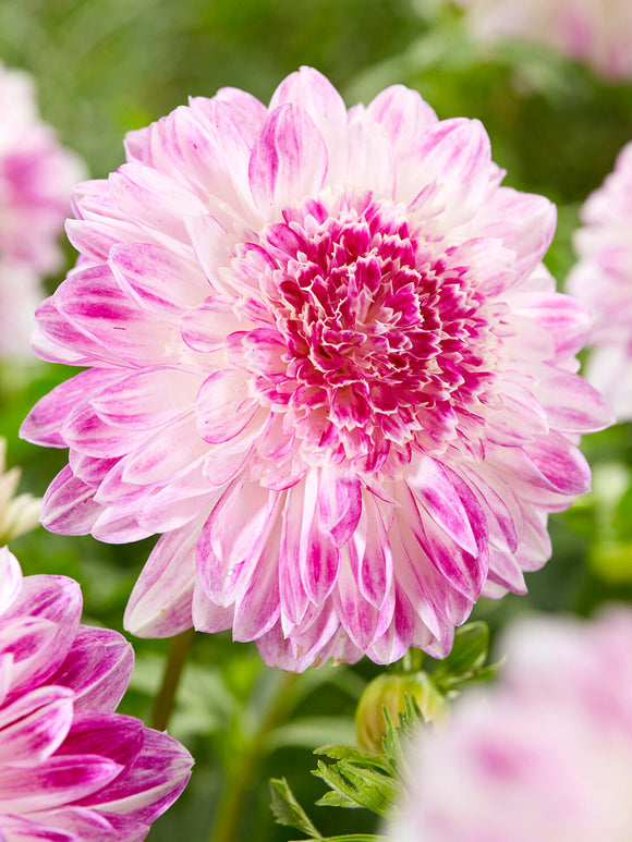 Tubercules de Dahlia Que Sera, livraison au printemps pour une plantation printanière