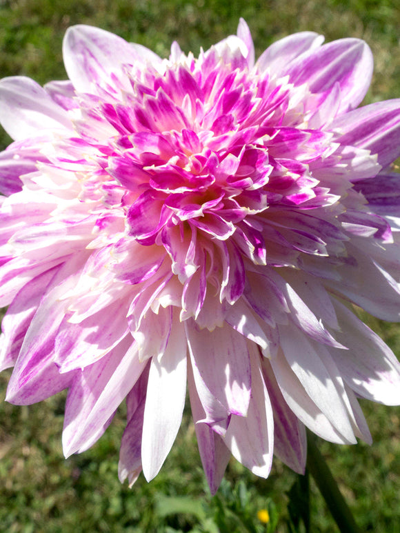 Acheter des tubercules de Dahlia Que Sera pour le jardin d'été