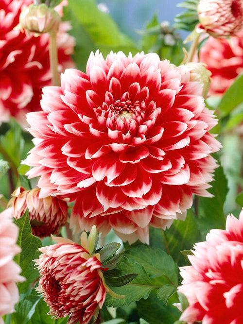 Acheter des tubercules de Dahlia Red and White Fubuki pour le jardin d'été