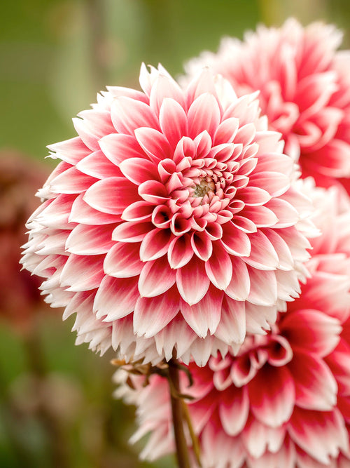 Tubercules de Dahlia Red and White Fubuki, livraison au printemps pour une plantation printanière