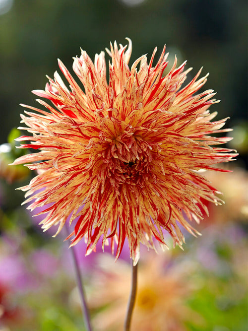 Tubercules de Dahlia Rejman's Firecracker, livraison au printemps pour une plantation printanière