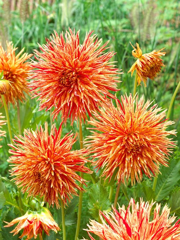 Acheter des tubercules de Dahlia Rejman's Firecracker pour le jardin d'été