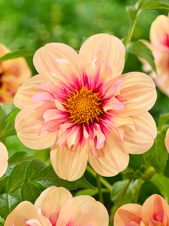Dahlia ‘Rhubarb and Custard’ rose et jaune en fleur