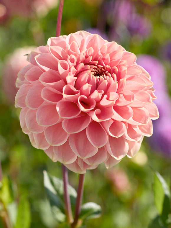 Tubercules de Dahlia Romance, livraison au printemps pour une plantation printanière