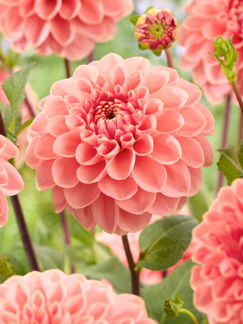 Acheter des tubercules de Dahlia Romance pour le jardin d'été