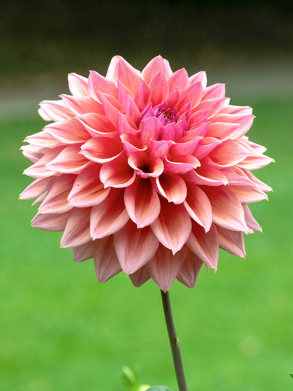 Tubercules de Dahlia Romance décoratif, livraison au printemps