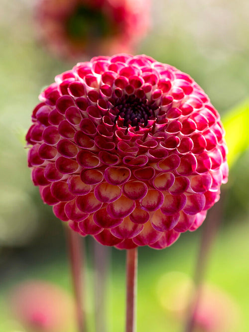 Tubercules de Dahlia Ryecroft Blackberry, livraison au printemps pour une plantation printanière