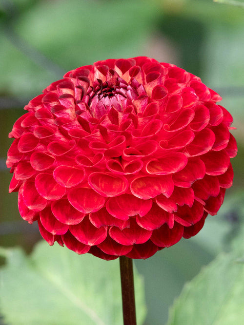 Acheter des tubercules de Dahlia Ryecroft Blackberry pour le jardin d'été