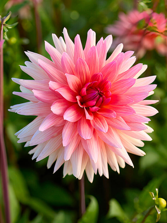 Dahlia ‘Schneckenstein’ rose lavande en fleur