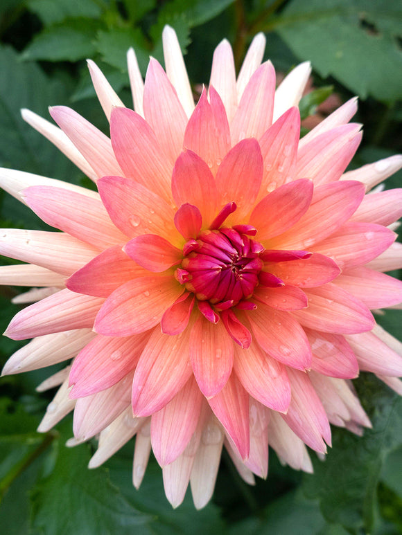 Dahlia ‘Schneckenstein’ au jardin en été