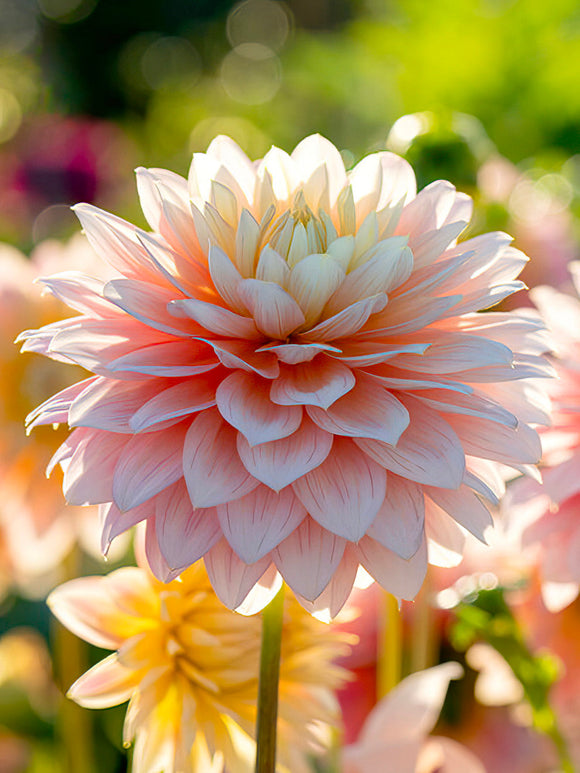 Dahlia Sheer Heaven