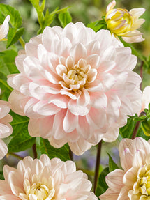 Dahlia Silver Years