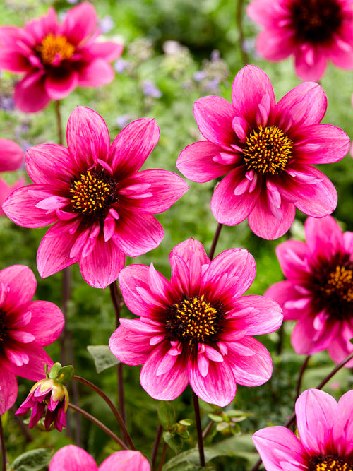 Tubercules de Dahlia Skyfall à collerette, livraison au printemps