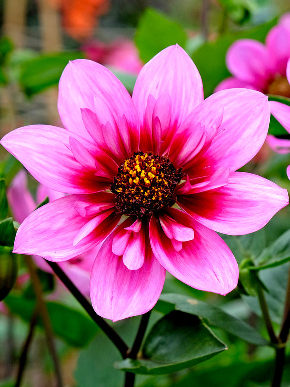 Tubercules de Dahlia Skyfall aux fleurs lilas et roses