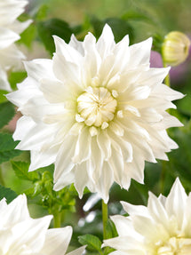 Dahlia Snowbound