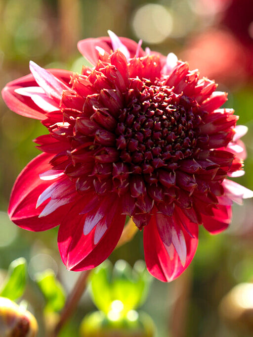 Commandez vos Dahlia Speech pour les recevoir au printemps !