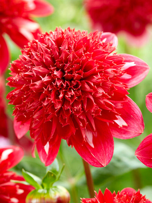 Achat bulbes dahlias Speech