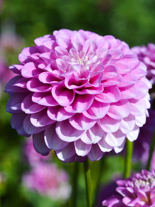 Commandez vos Dahlia Stolze von Berlin pour les recevoir au printemps !