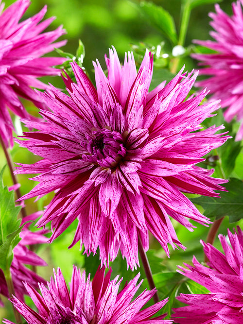 Acheter des tubercules de Dahlia Striped Ambition pour le jardin d'été